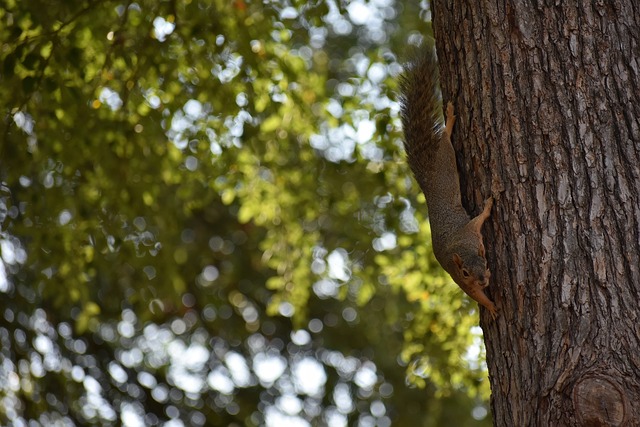 在本轮的比 在本轮的比