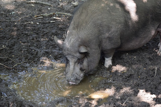 篮球俱乐部 篮球俱乐部